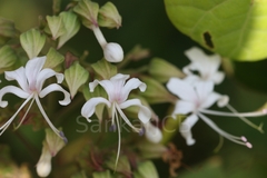 Clerodendrum viscosum